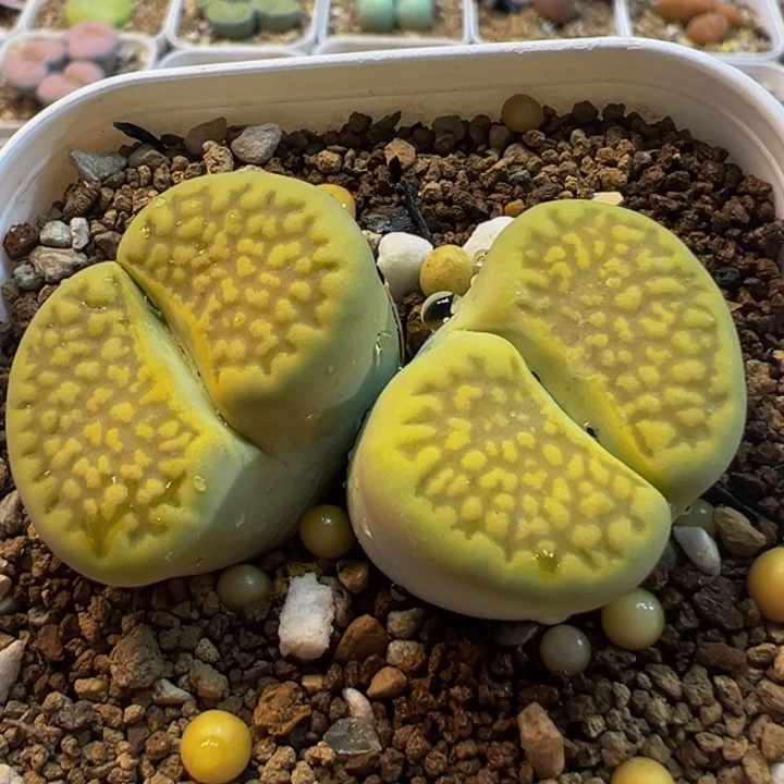342多肉植物百科黄巴黎