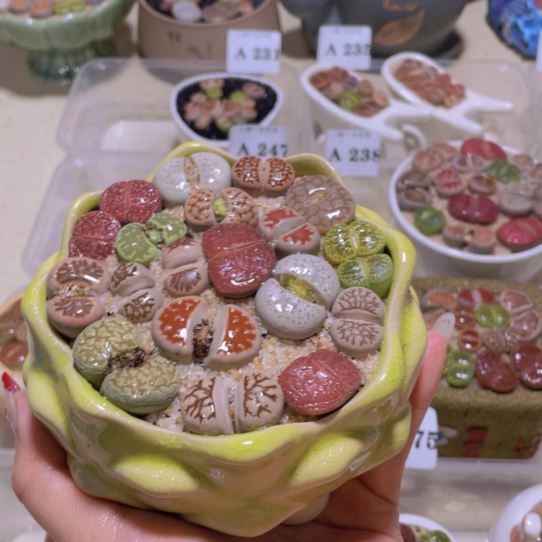 绿色莲花。。。。。。。
