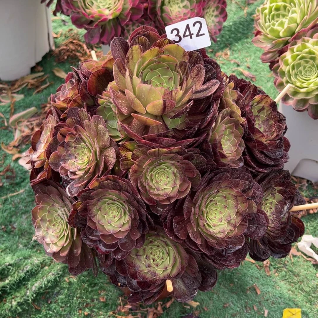 342墨染法师多肉植物