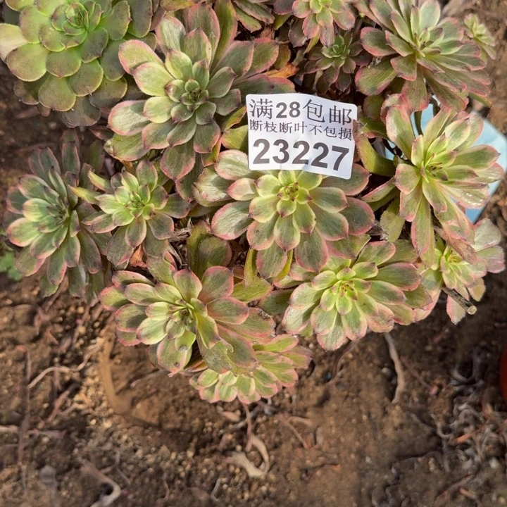 23227紫霞多肉植物