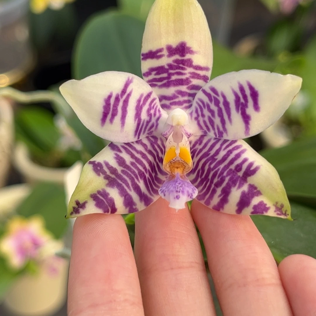 完全开放2.5寸3667开花株