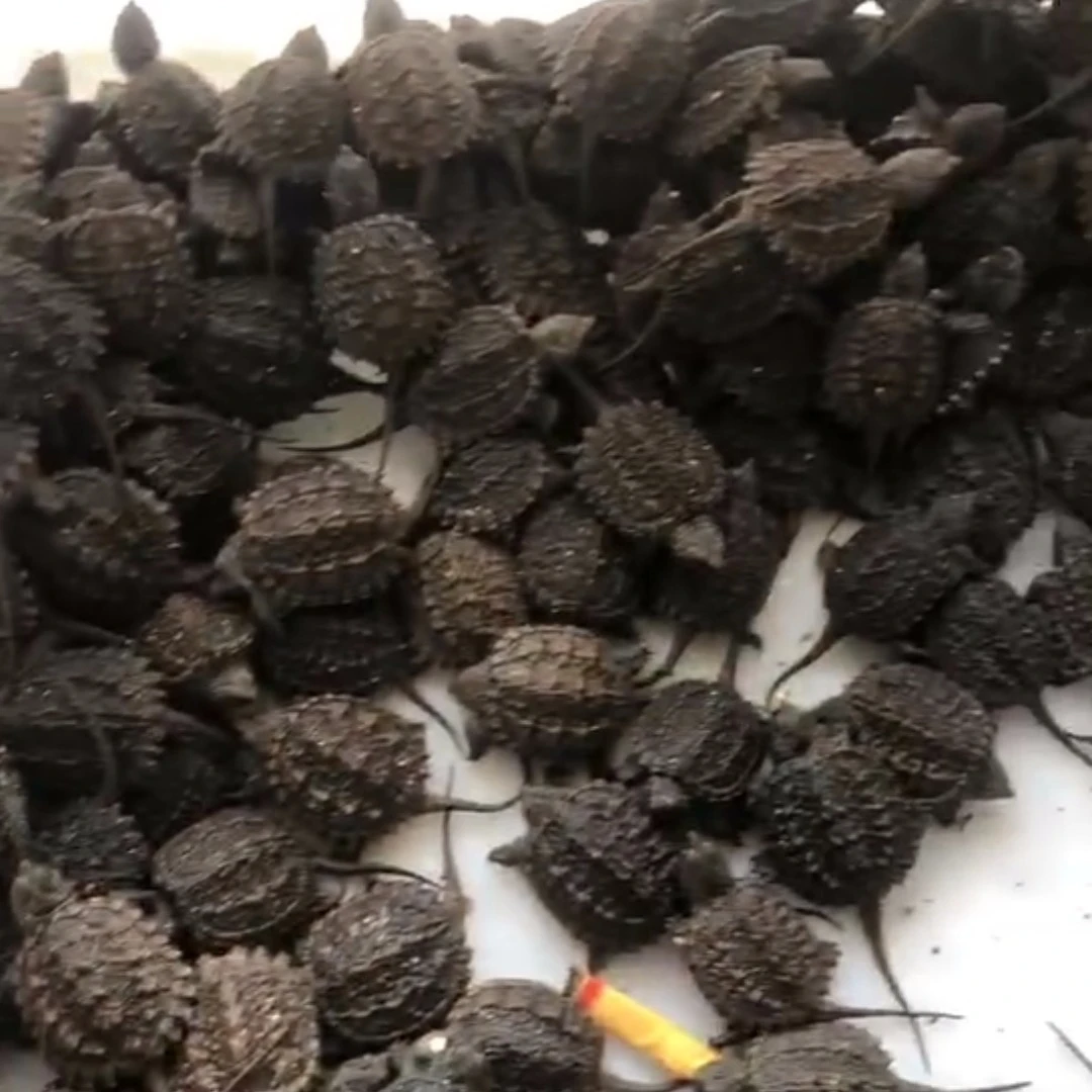 精品杂佛苗子直播挑选