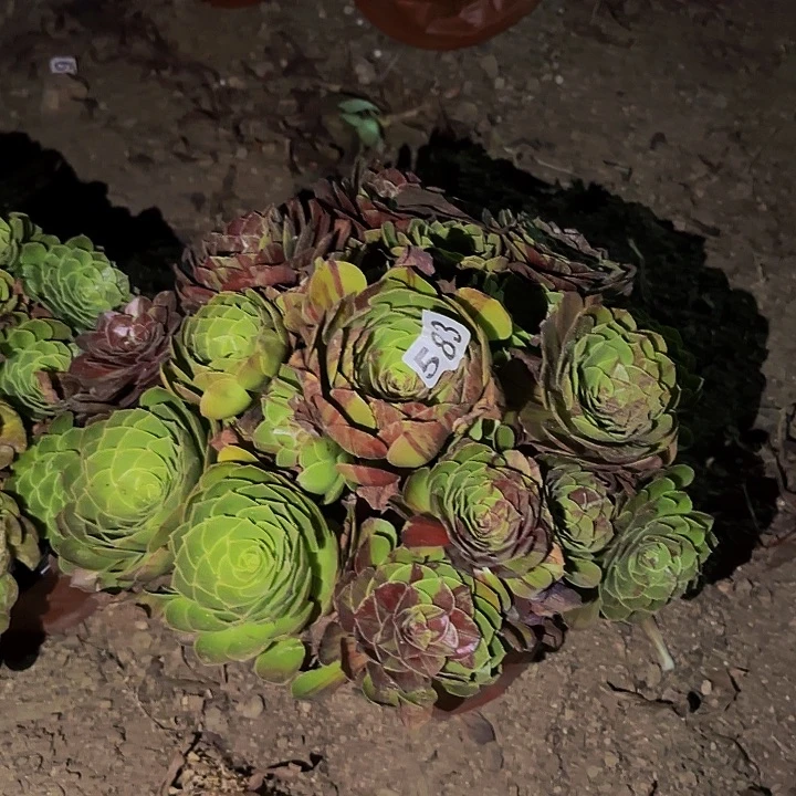 583花月夜多肉植物不售后