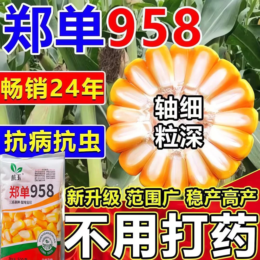 斤装国审大棒玉米种子郑单958农科院新品高产高抗耐旱包谷种矮杆