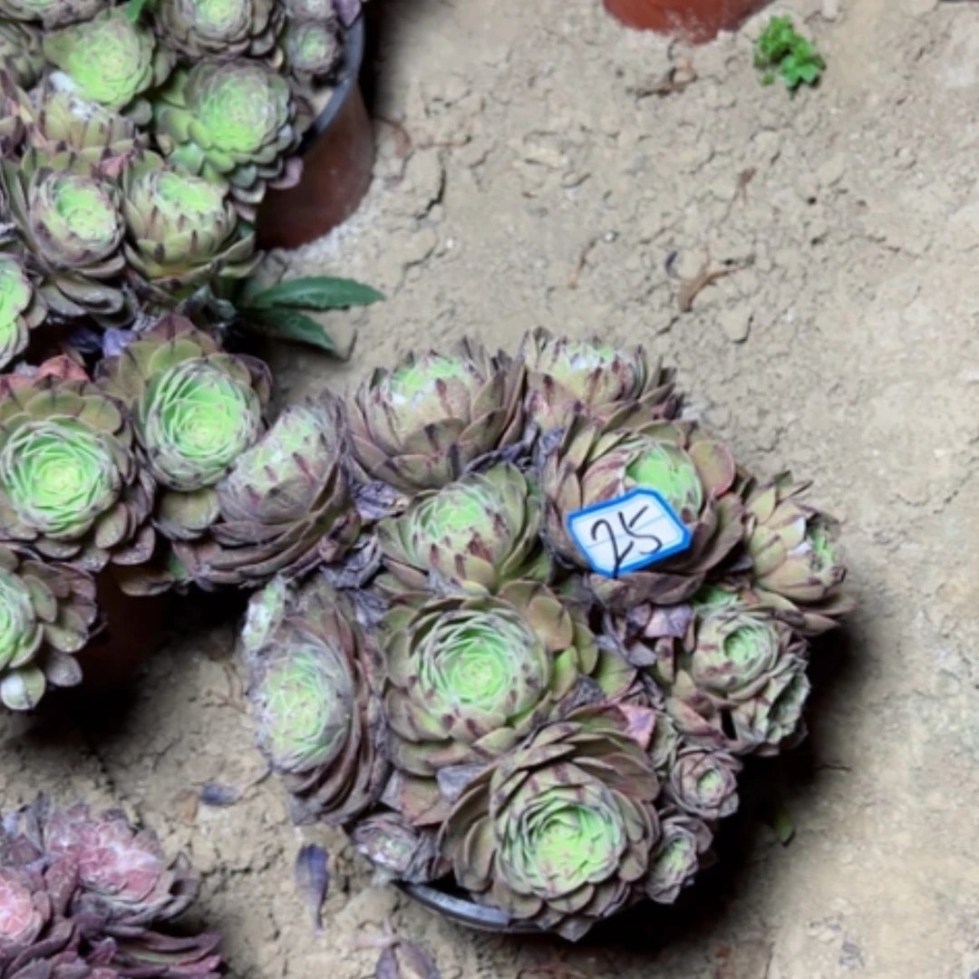 【闪购商品】多**子多肉植物拉丝25