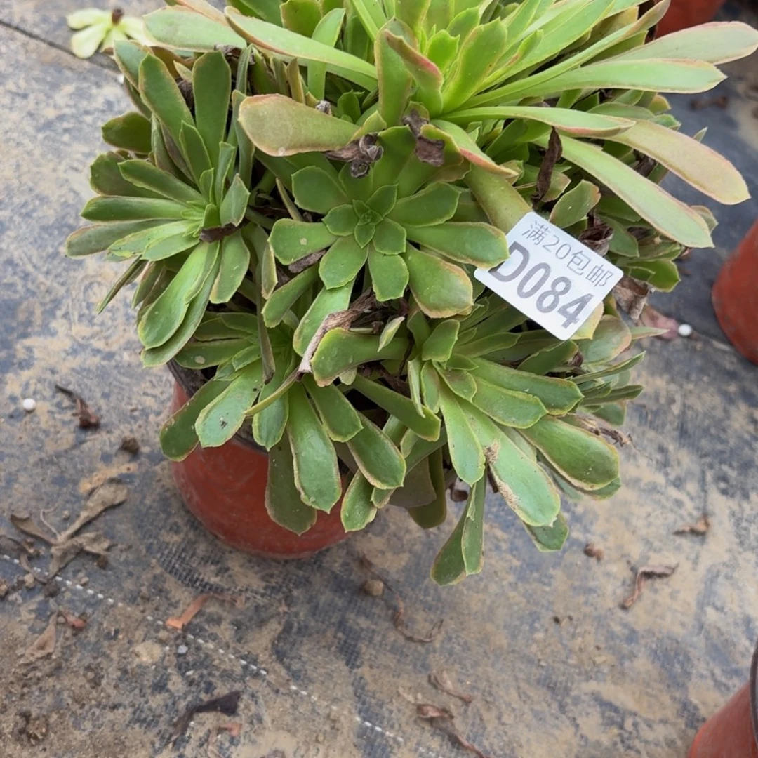 84多肉植物捧花的时候