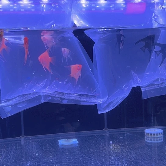 七彩神仙鱼随机5个品种以上20条鱼不带备损2-3