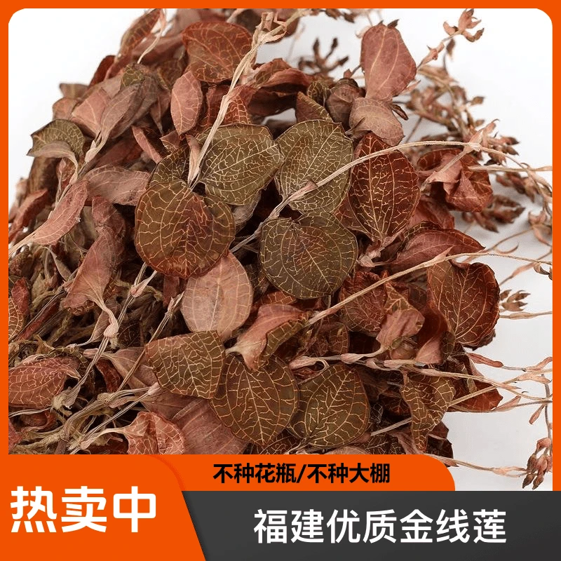福建开花金线莲土楼金线莲煲汤配料金线莲青草农产品金线莲干货