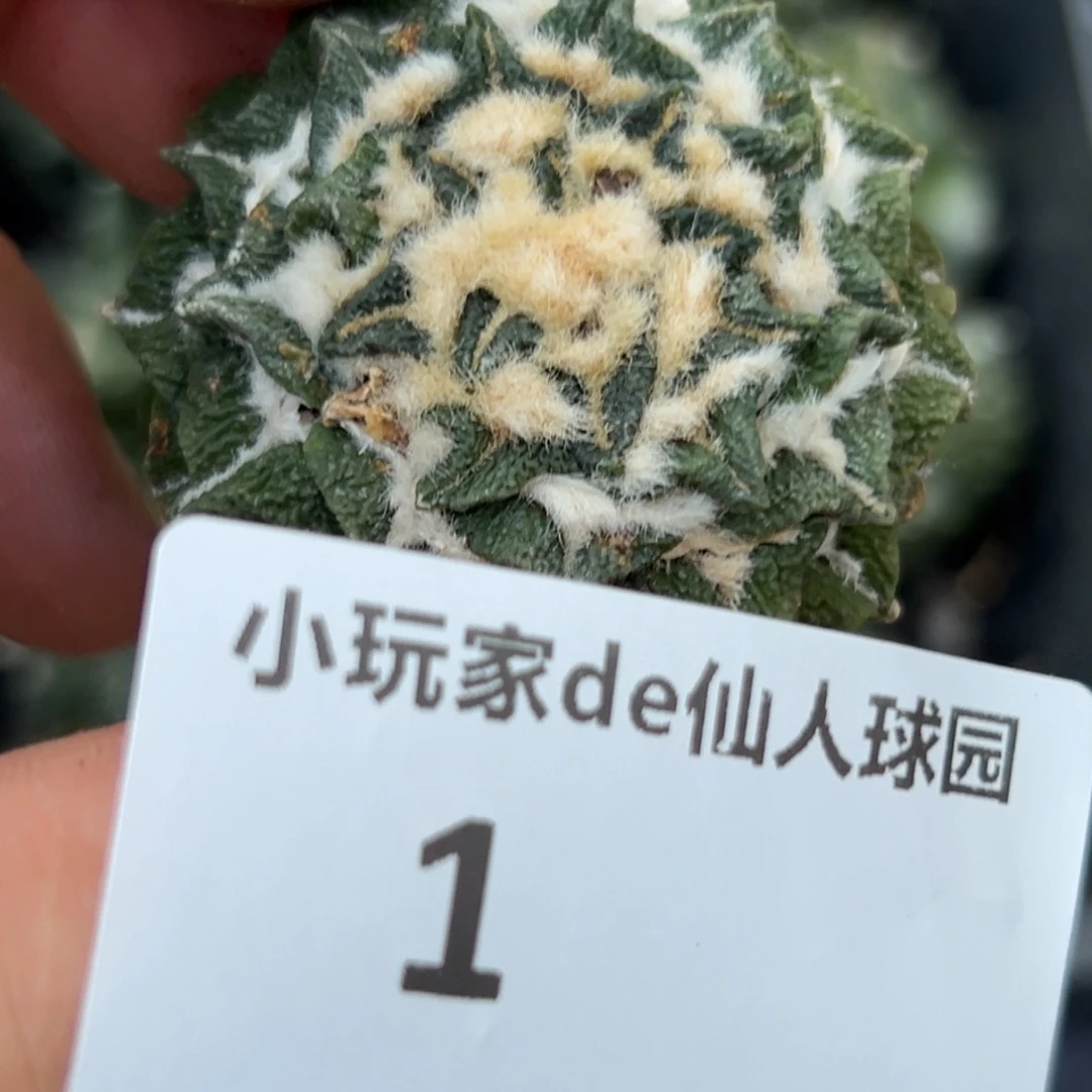 癸*1  仙人球的牡丹