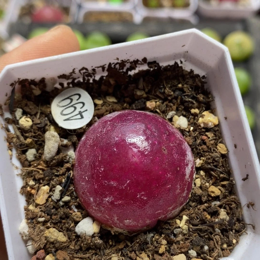 灯泡带盆2.9cm多肉499