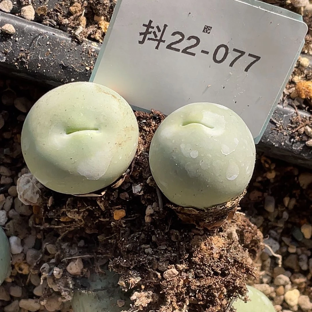 *****22-77肉锥多肉植物