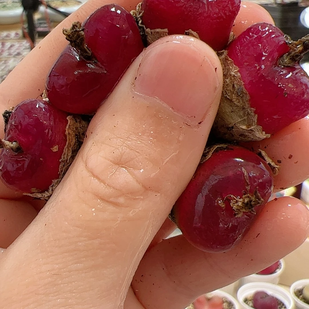 【闪购商品】179 车厘子x5