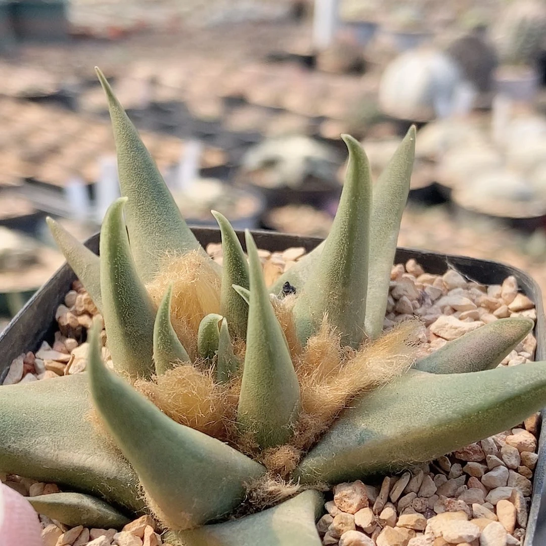 仙人球 细叶龙牙 牡丹 8cm