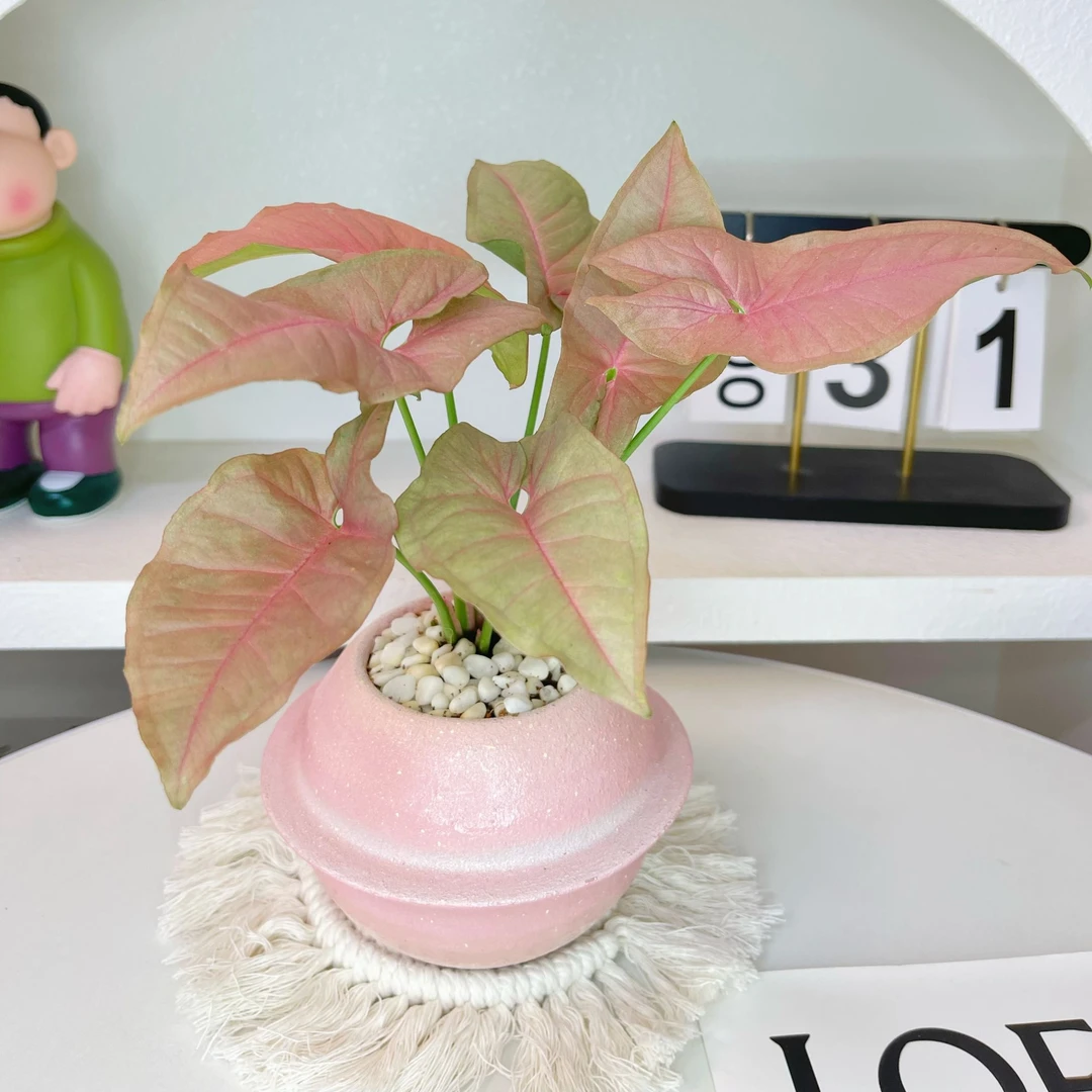 红粉佳人合果芋室内好养绿植桌面办公室盆栽耐阴水培粉色植物盆栽