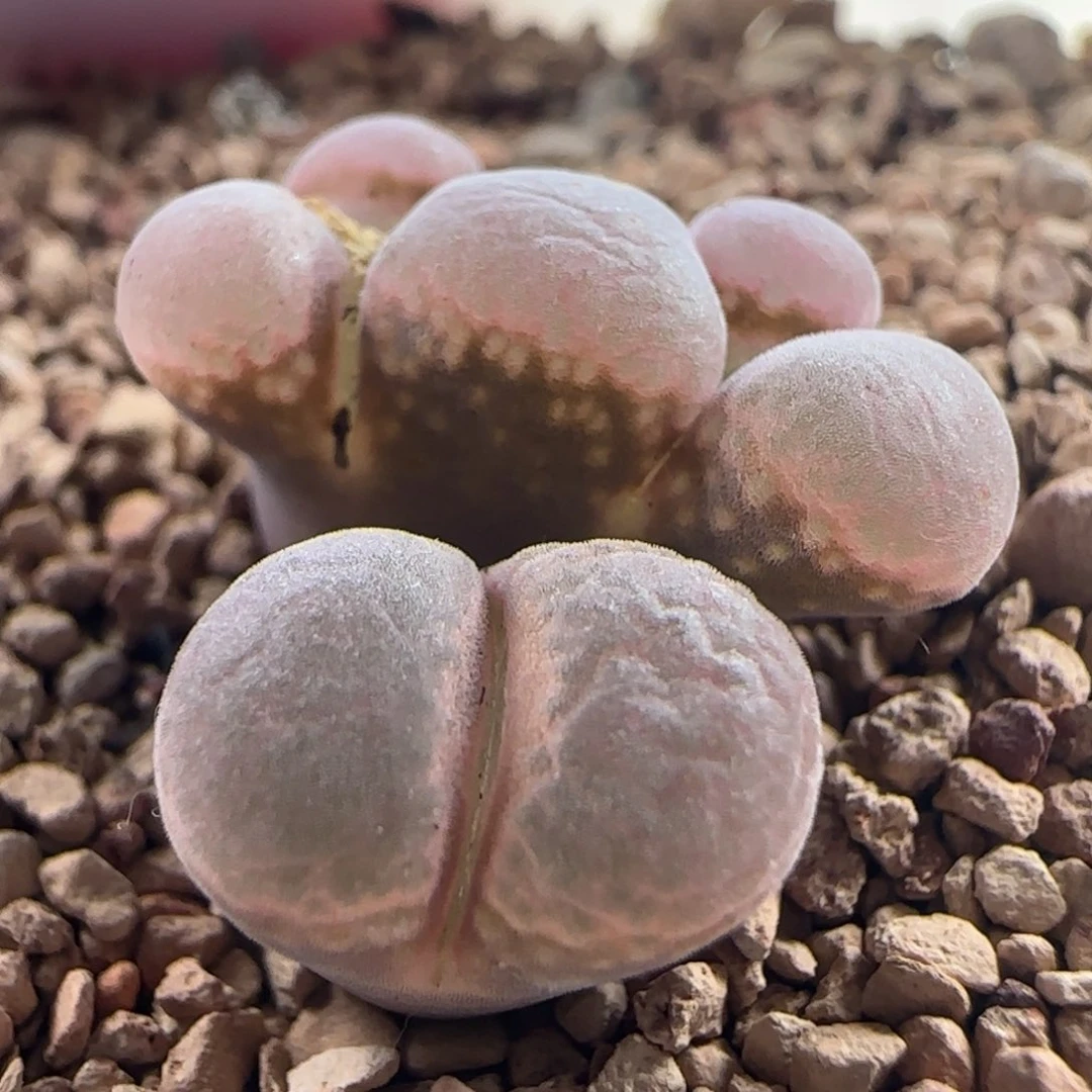 1409/缀化c'm10风铃/