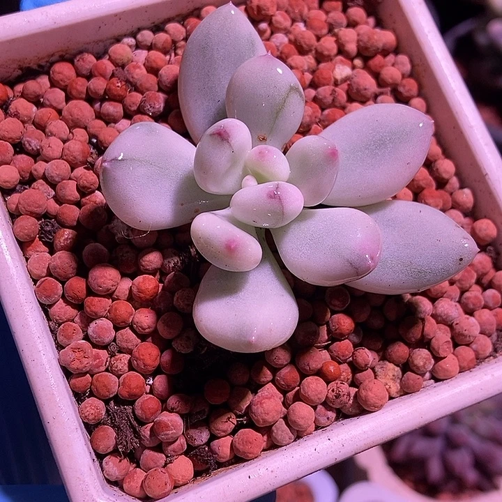 大***娘马卡龙美人锦多肉植物