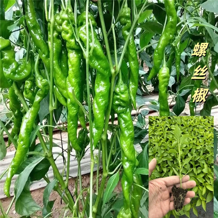 辣椒苗番茄苗茄子苗各种蔬菜苗庭院阳台种植高产秧苗