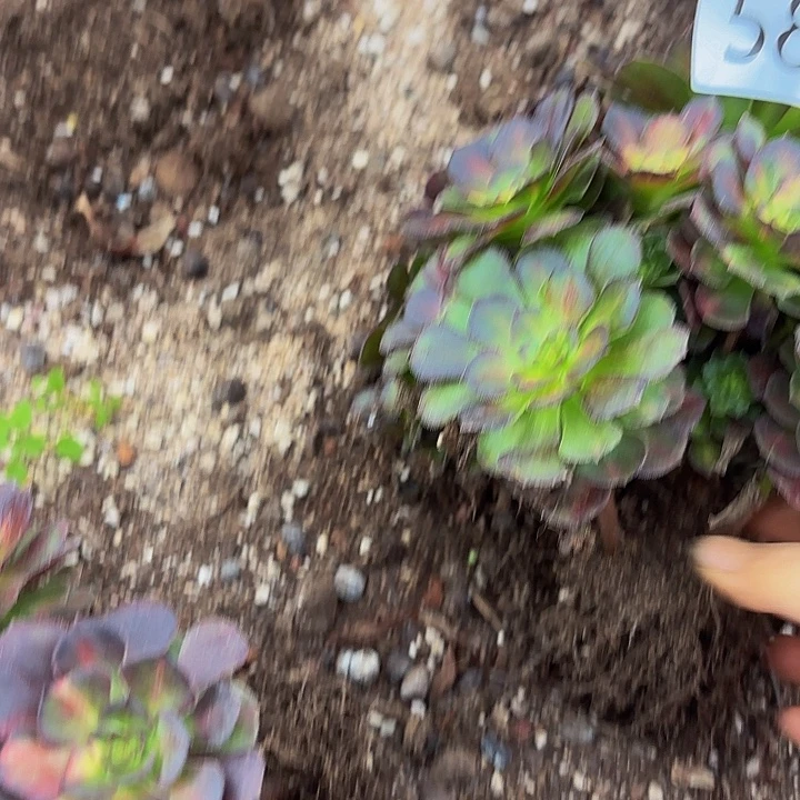 林***缘多肉植物福利586个