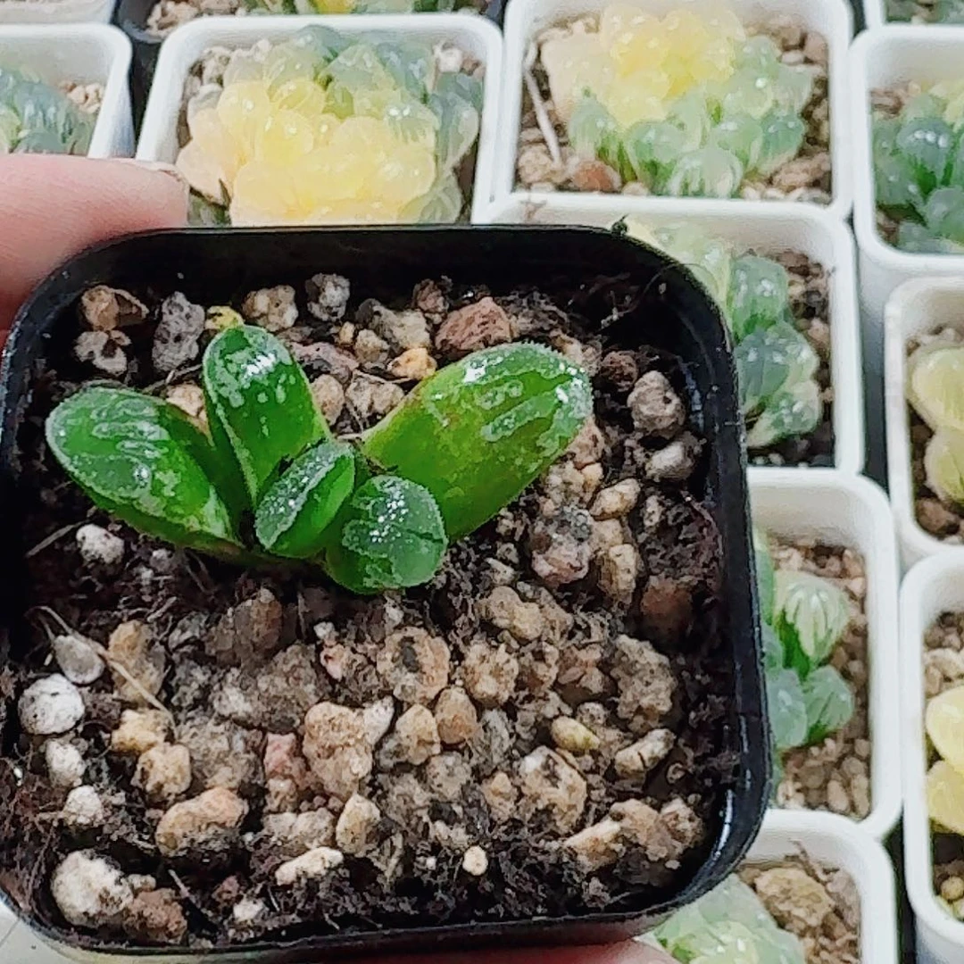 有***吃无花朵十二卷 实生寿特选福利
