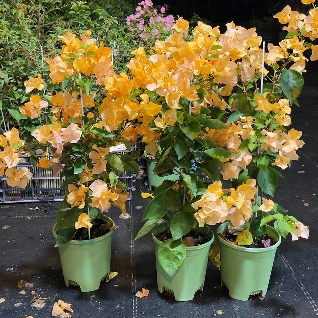 完全开放金探戈带竹一颗