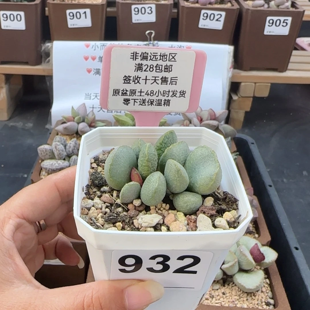 932流萤多肉植物