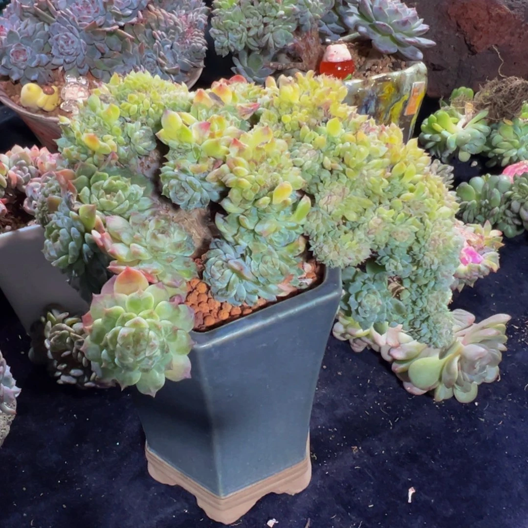 黄粉心冰魄缀天天开心