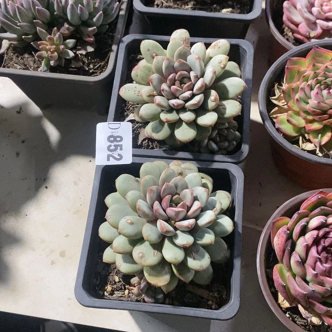 阿*852葡萄多肉2颗带斑