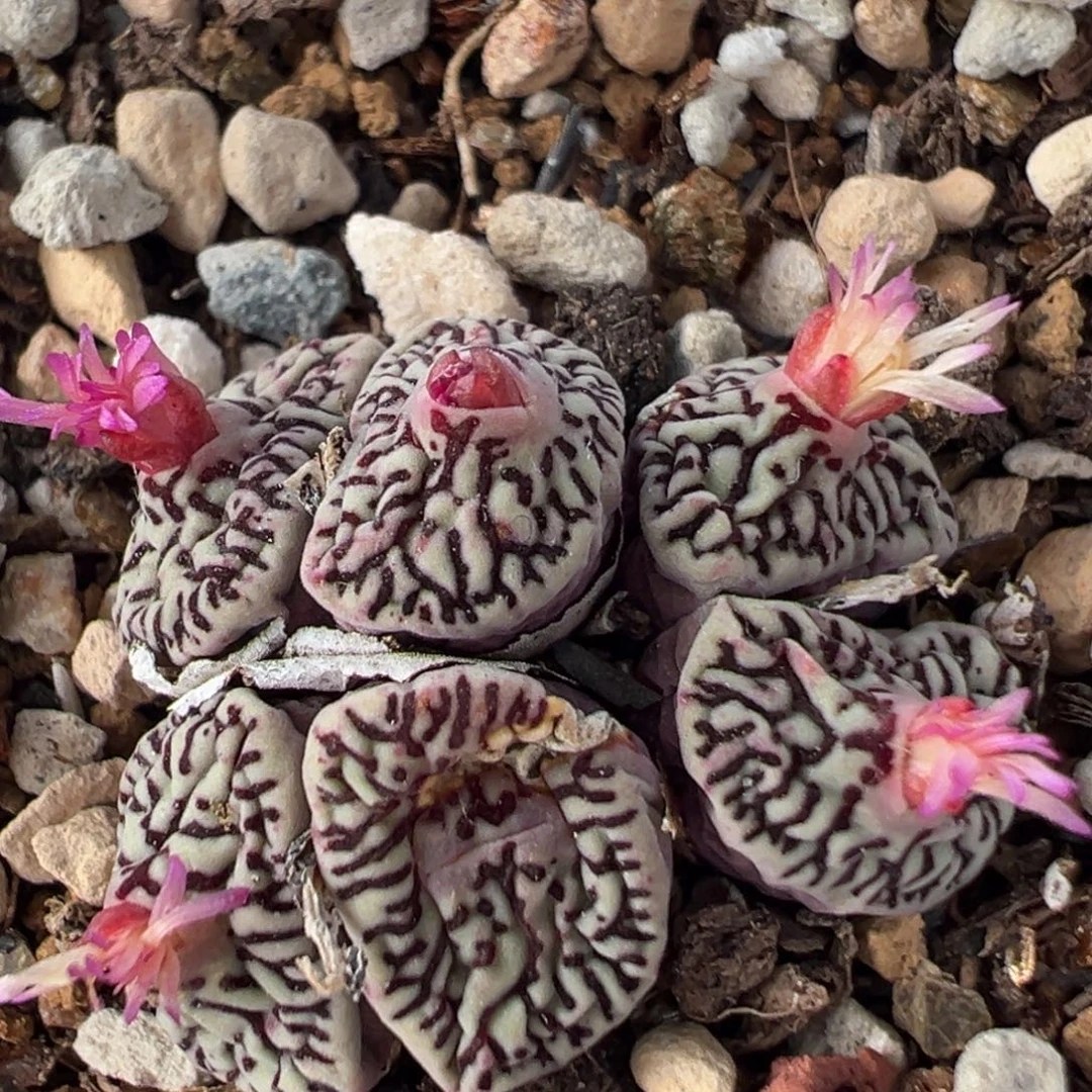 171多肉植物百科植物