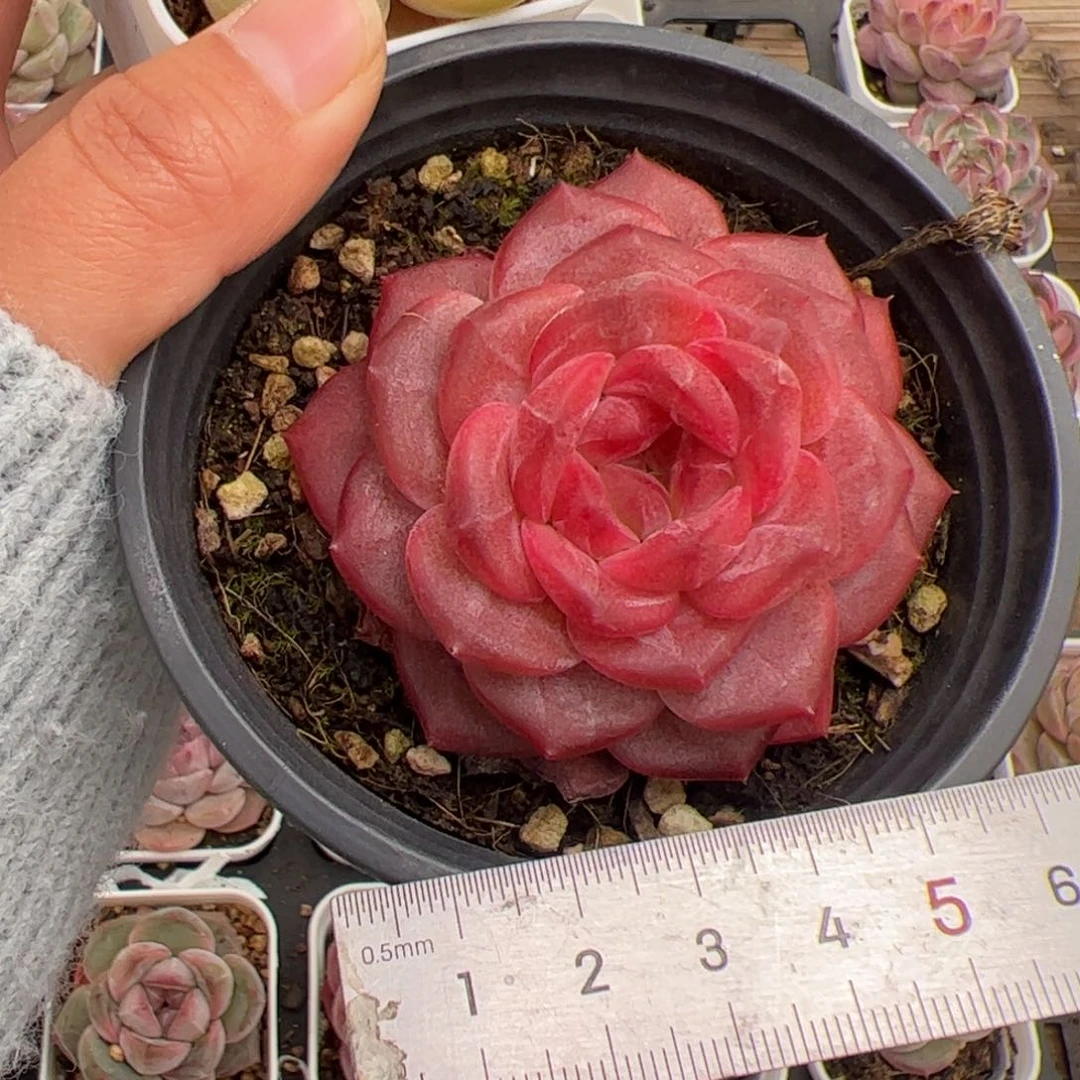 我****?659 多肉植物组合