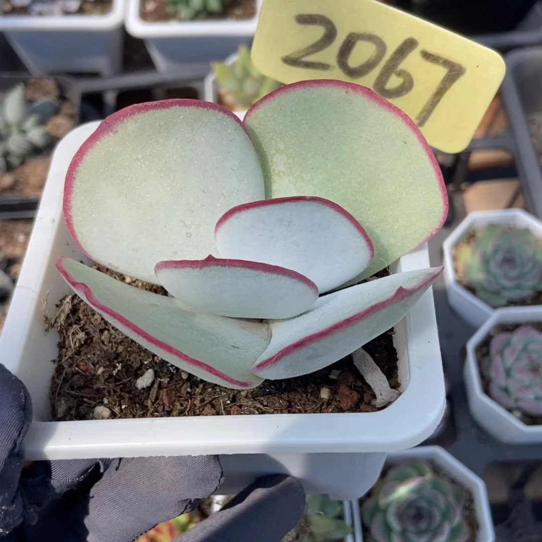 2067白眉多肉植物保护