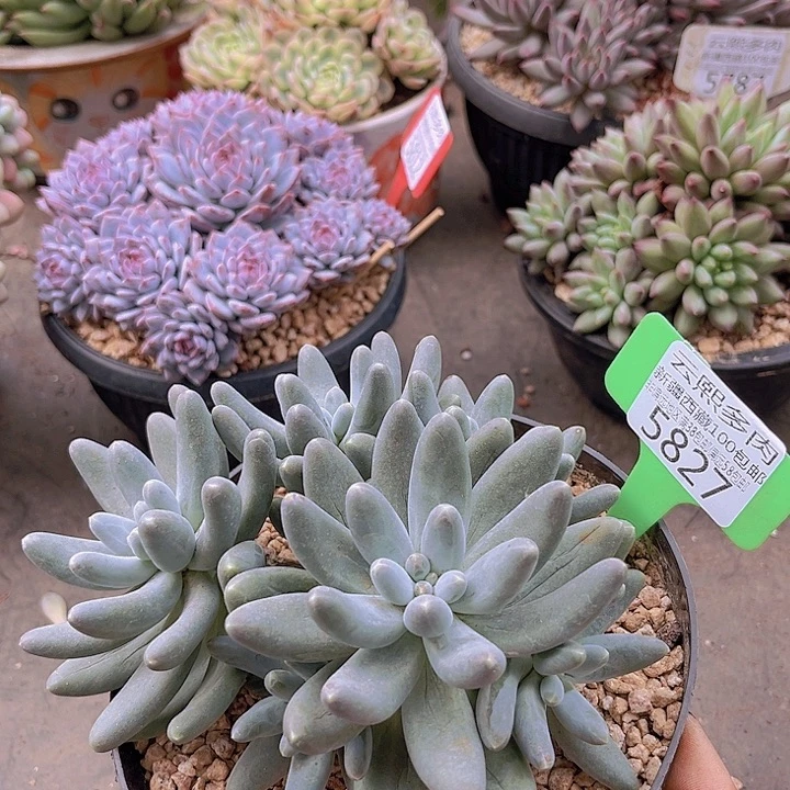 5827乌拉奶。