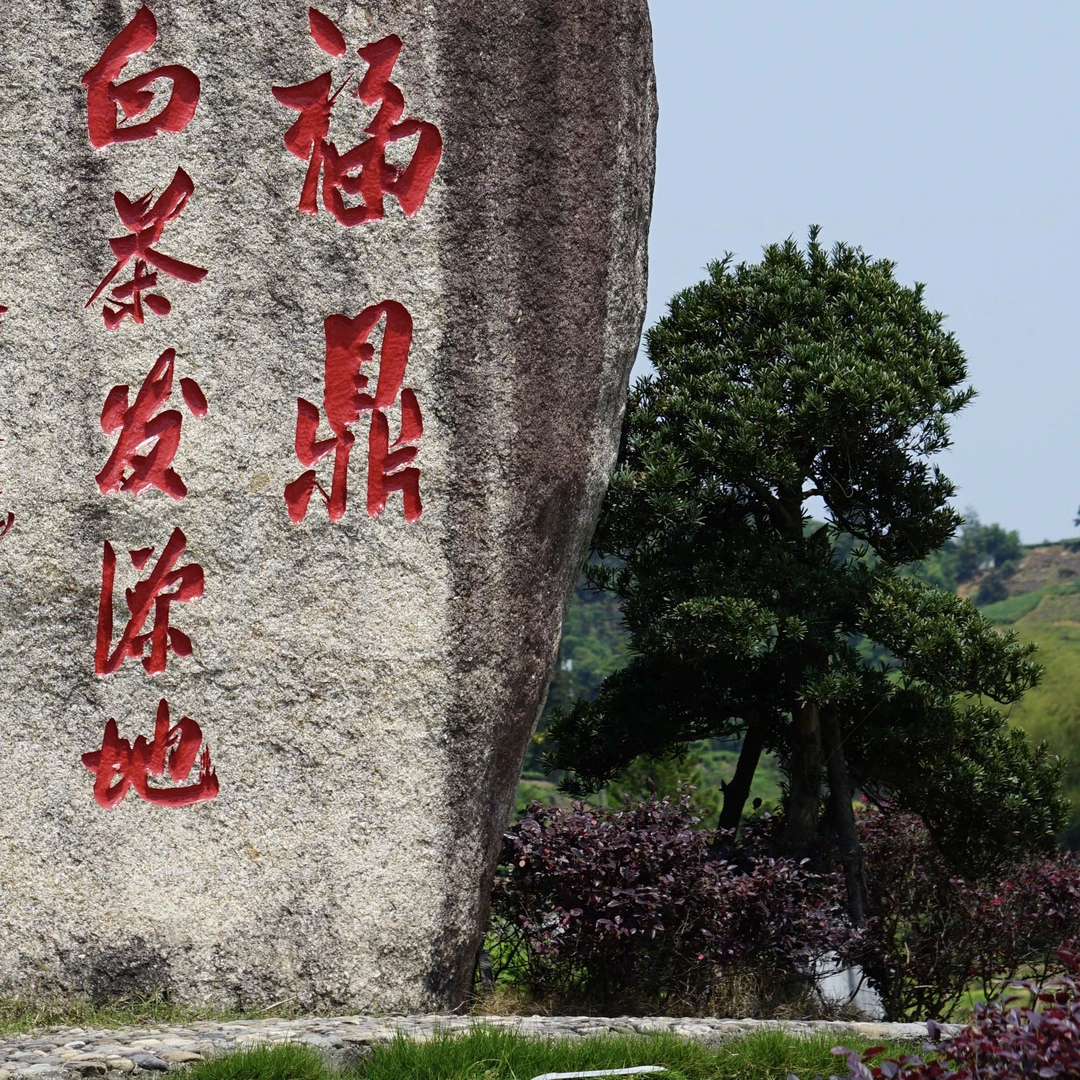 茗山悦白牡丹茶砖250g