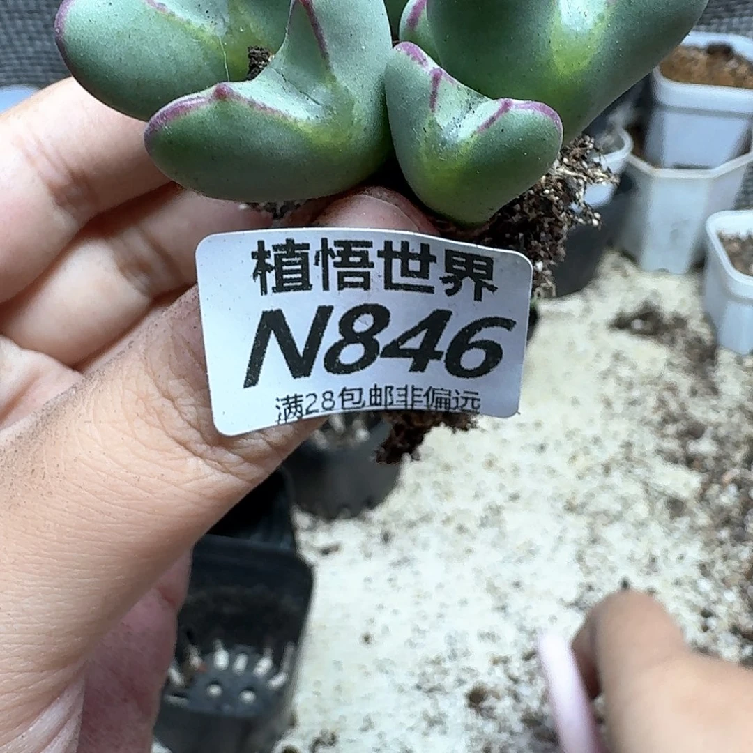 多肉植物的润泽发发