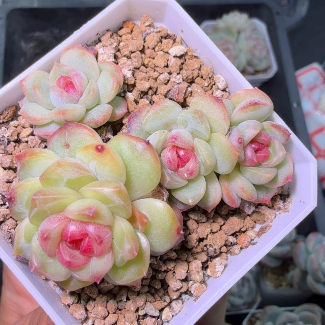 琴心多头不包整开播福利