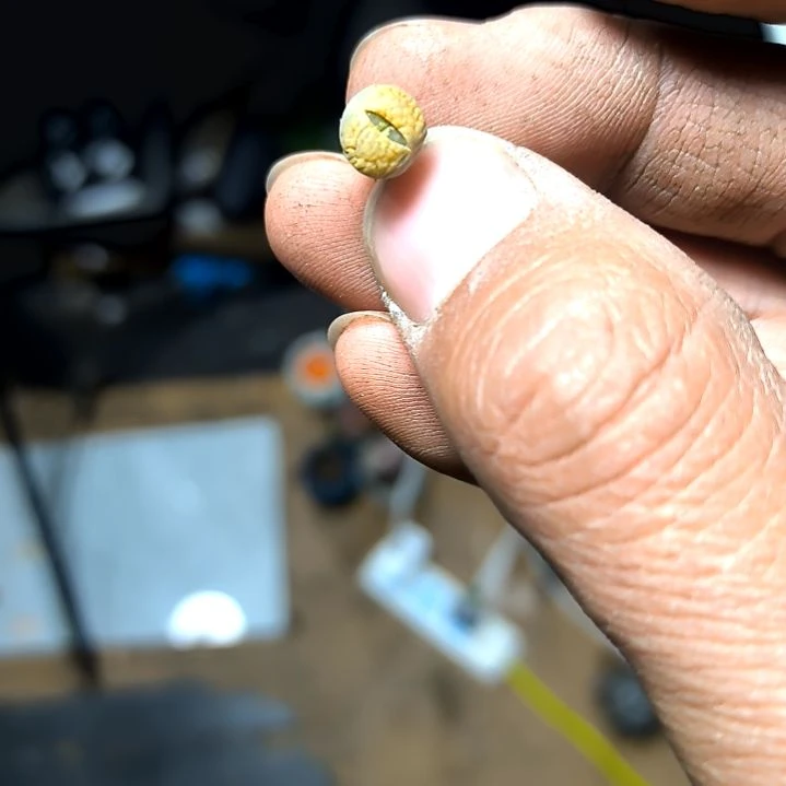 满6元包邮，彩色生石花十颗小小小