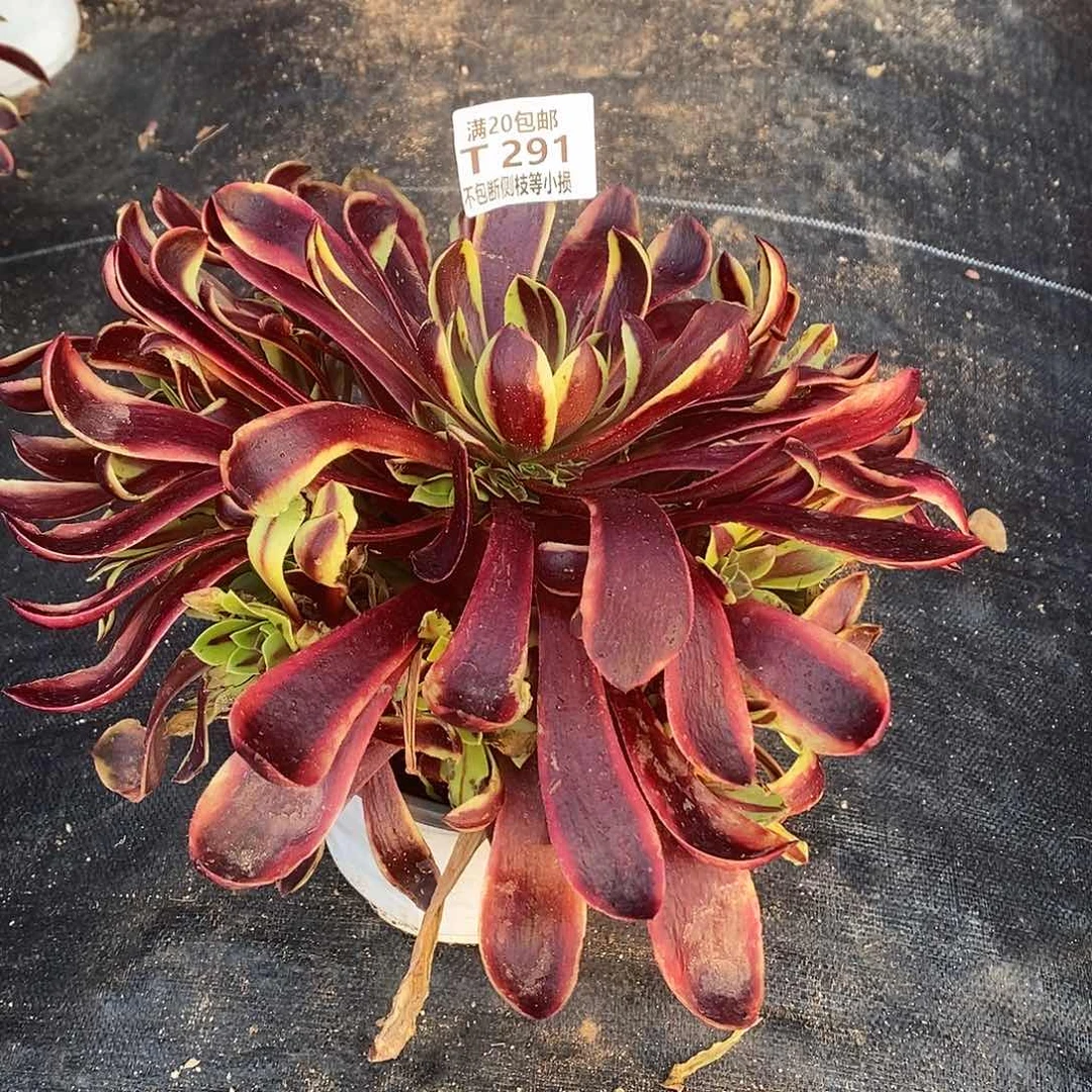 291欧佳丽多肉法师锦