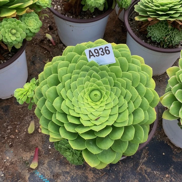 936翡翠冰。