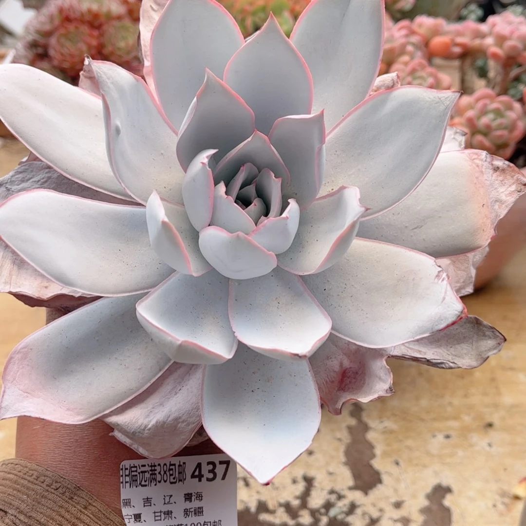 437广寒宫德华多肉