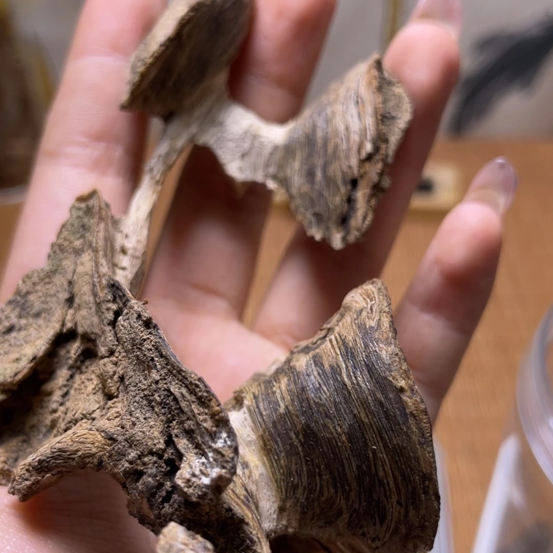 香榧木海南母树绿棋楠12g