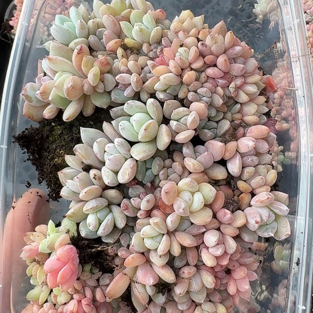 杂交新品珍妮多肉582