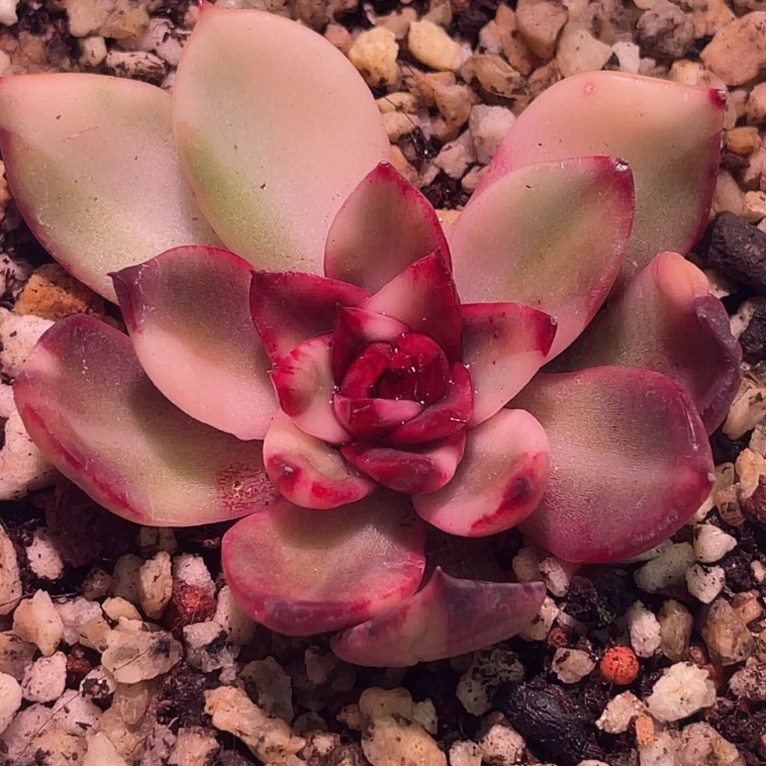 尚品园艺福利彩锦