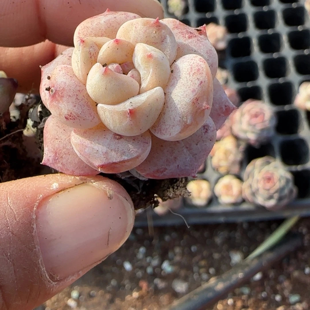 多肉小卡拉米糖心一物一拍