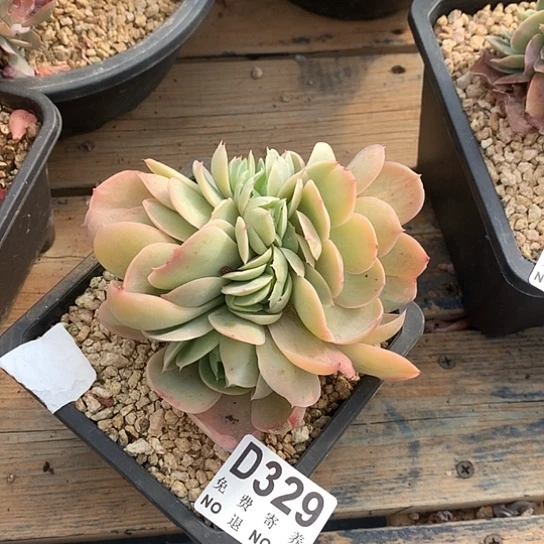 桃花坞缀化329 亏本处理退款拉黑7-8天发货