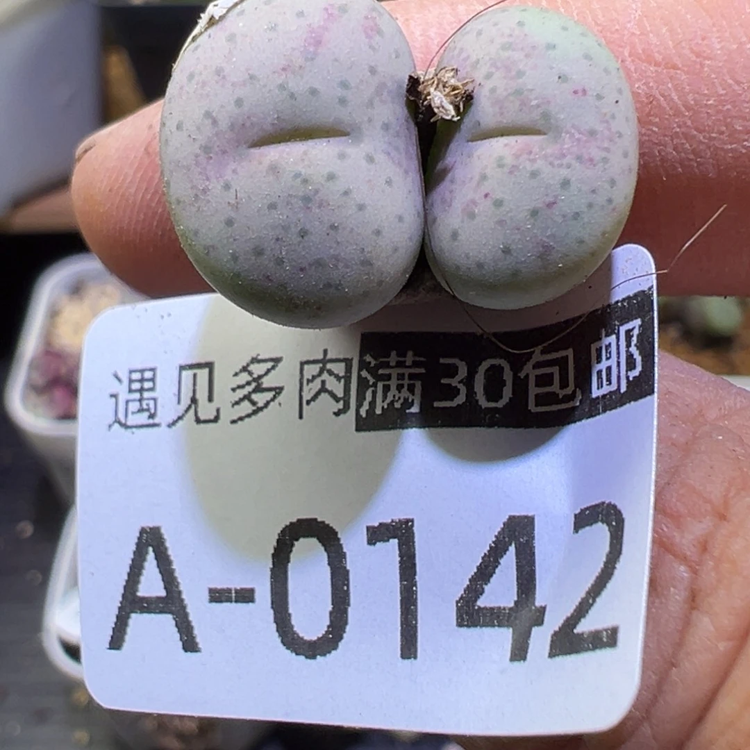 多肉植物1111111111111