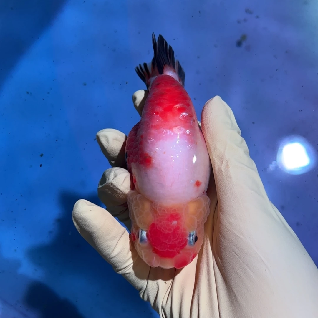 海水买够三百顺丰包邮陆运