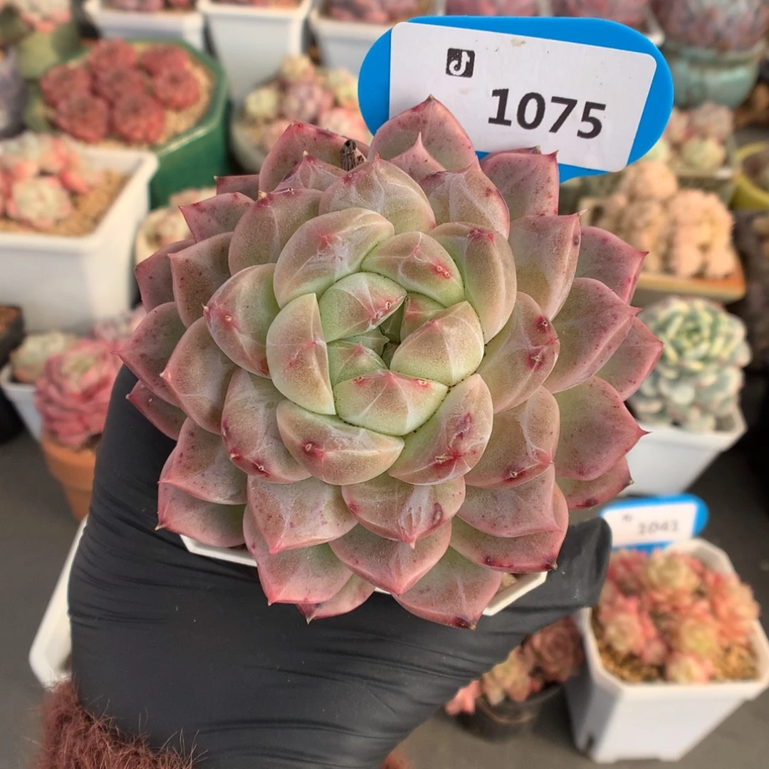 1075 水晶灯多肉多肉