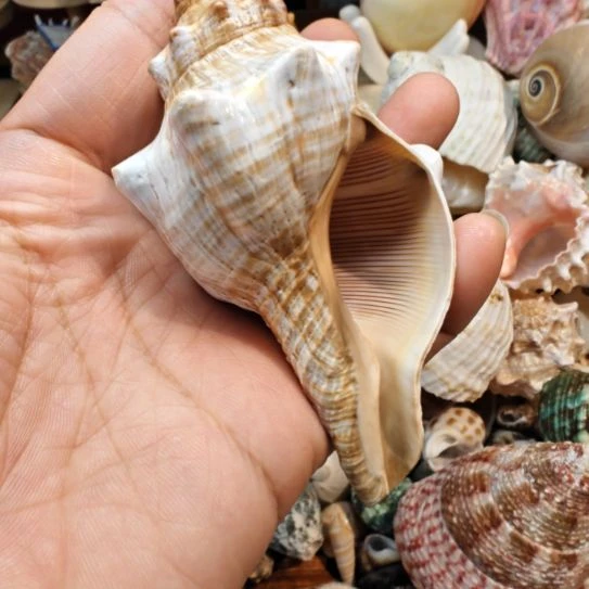 石材天然海螺贝壳寄居蟹替换壳