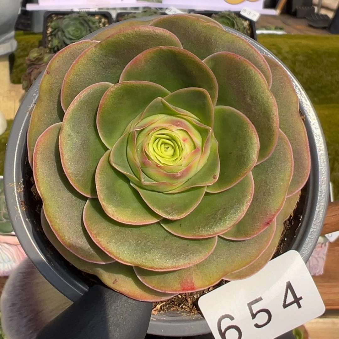 654短叶稀有蓝莓心7厘米