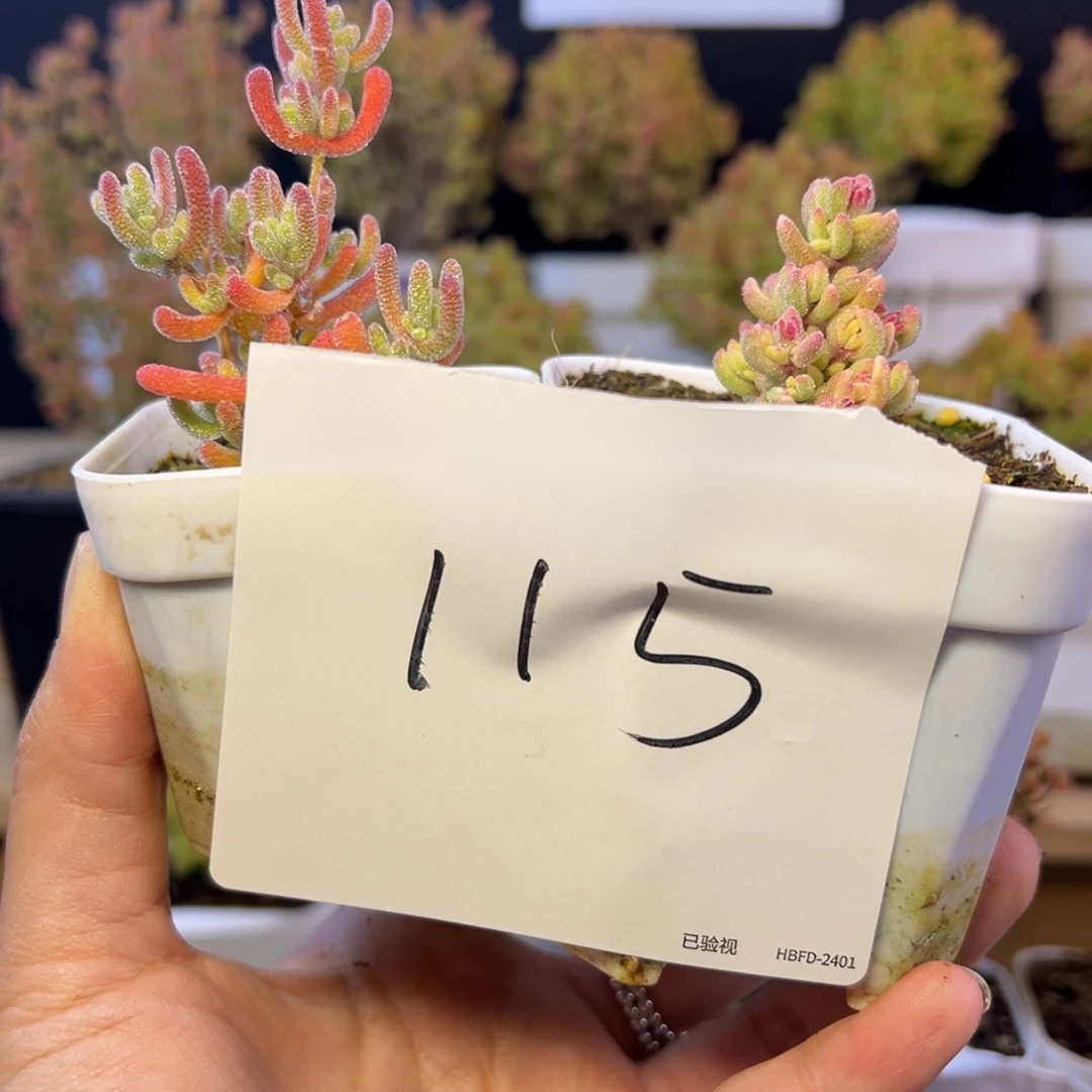 冰晶红宝石锦组115➕小惊喜