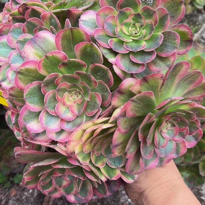 多肉植物海神713个